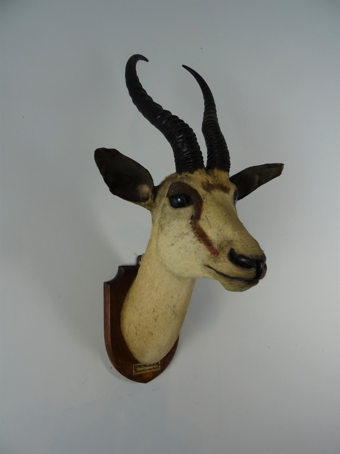 EDWARD GERRARD & SONS TAXIDERMY SPRINGBUCK TROPHY HEAD